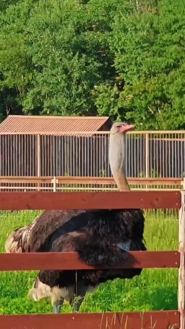 Рёв страуса в Приморье: как африканский гигант защищает свою территорию смотреть онлайн