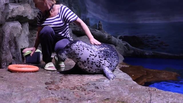 От рождения в неволе к мировой славе: история тюленя Юпитера смотреть онлайн