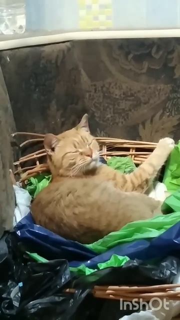 #кот #номер1 #shortvideo.mp4