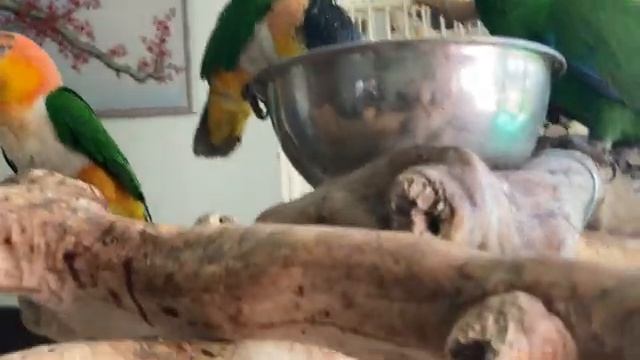 Собака Терри гипнотизирует попугая, а собака Африка выкармливает котят.