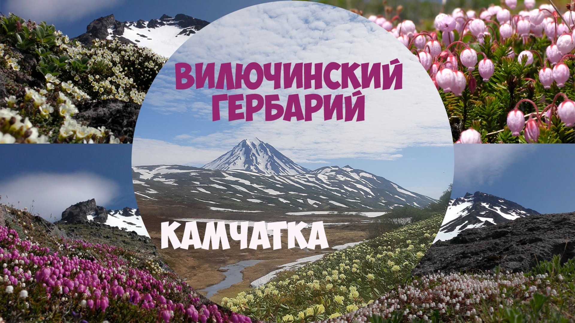 Камчатка Вилючинский гербарий смотреть онлайн