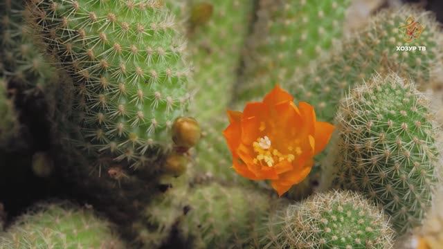 Үсемлекләр йөри беләләрме?  Гаҗәеп дөнья серләре. Үсемлекләр дөньясы