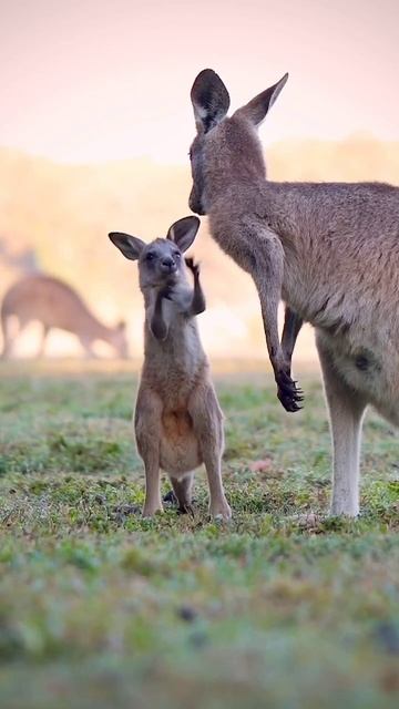 Кенгуру смотреть онлайн