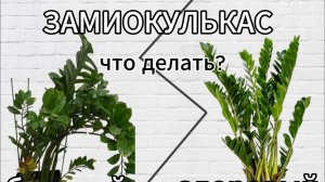 Замиокулькас уход от А до Я. Что делать, если замик разваливается в стороны?