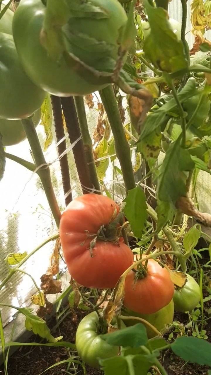 ХЛЕБОСОЛЬНЫЙ РОЗОВЫЙ - НЕПРИХОТЛИВЫЙ СОРТ ДЛЯ ОТКРЫТОГО ГРУНТА И ТЕПЛИЦ смотреть онлайн