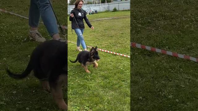 БЕБИ СУКИ ДШ / КЧК ВОЛОГДА 5 июля`25 В.Киселева Моно немецких овчарок