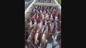 Сушилка для рыбы.