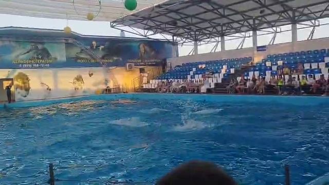 Почему стоит посетить дельфинарий в Голубицкой смотреть онлайн