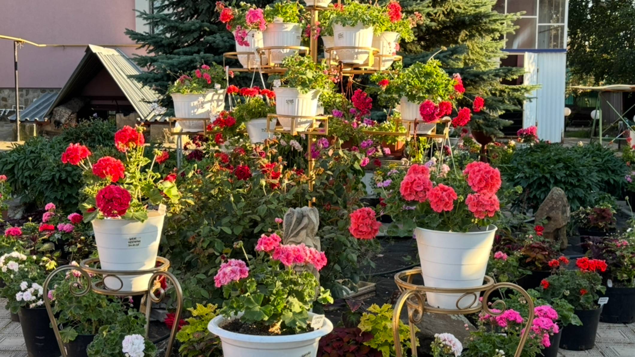 Обзор пеларгоний во дворе - 14.07.2025 г. смотреть онлайн