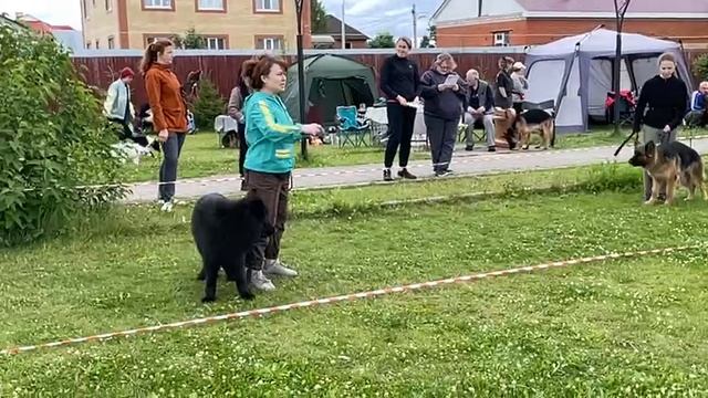 ЮНИОРЫ КОБЕЛИ ДШ / КЧК ВОЛОГДА 5 июля`25 В.Киселева Моно немецких овчарок