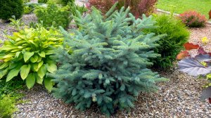 Изменения в рокарии. Как подрасли елочки карликовые в рокарии.