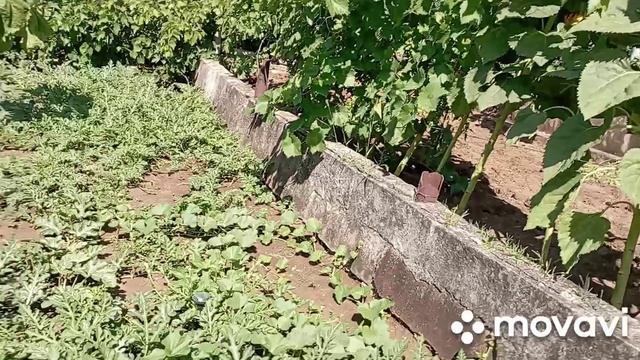 /дача в середине июля/что выросло/цветы/подсолнухи/баштан/ смотреть онлайн