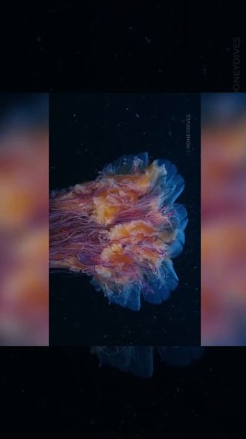 Эта медуза ДЛИННЕЕ синего кита! Львиная грива — скрытый гигант океана смотреть онлайн