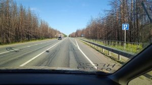 омская обл. : мертвый лес