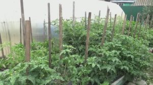 Это просто чудо!  Мои ЗАМЕРЗШИЕ Томатные Гномы  обросли и уже начали спеть!