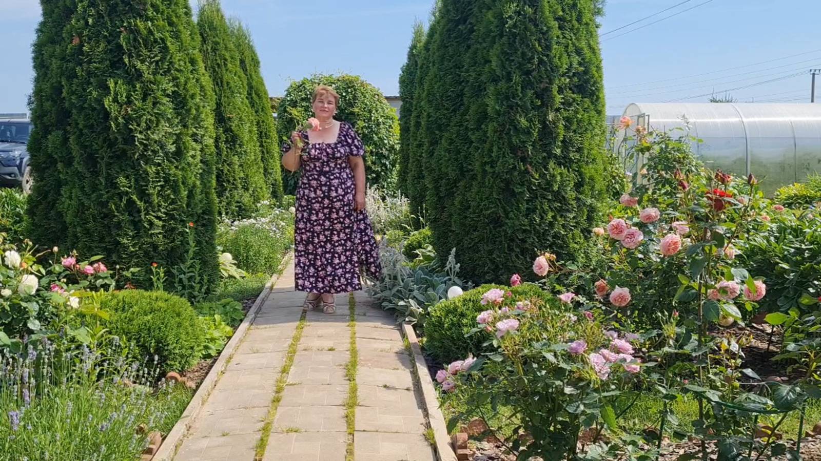 ЖАРА!🌞 ЦВЕТУТ РОЗЫ НА 12.07.25Г.🌹 смотреть онлайн