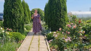 ЖАРА!🌞 ЦВЕТУТ РОЗЫ НА 12.07.25Г.🌹