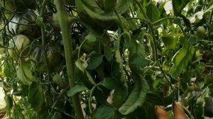 Томат "Восставший звёздный истребитель"