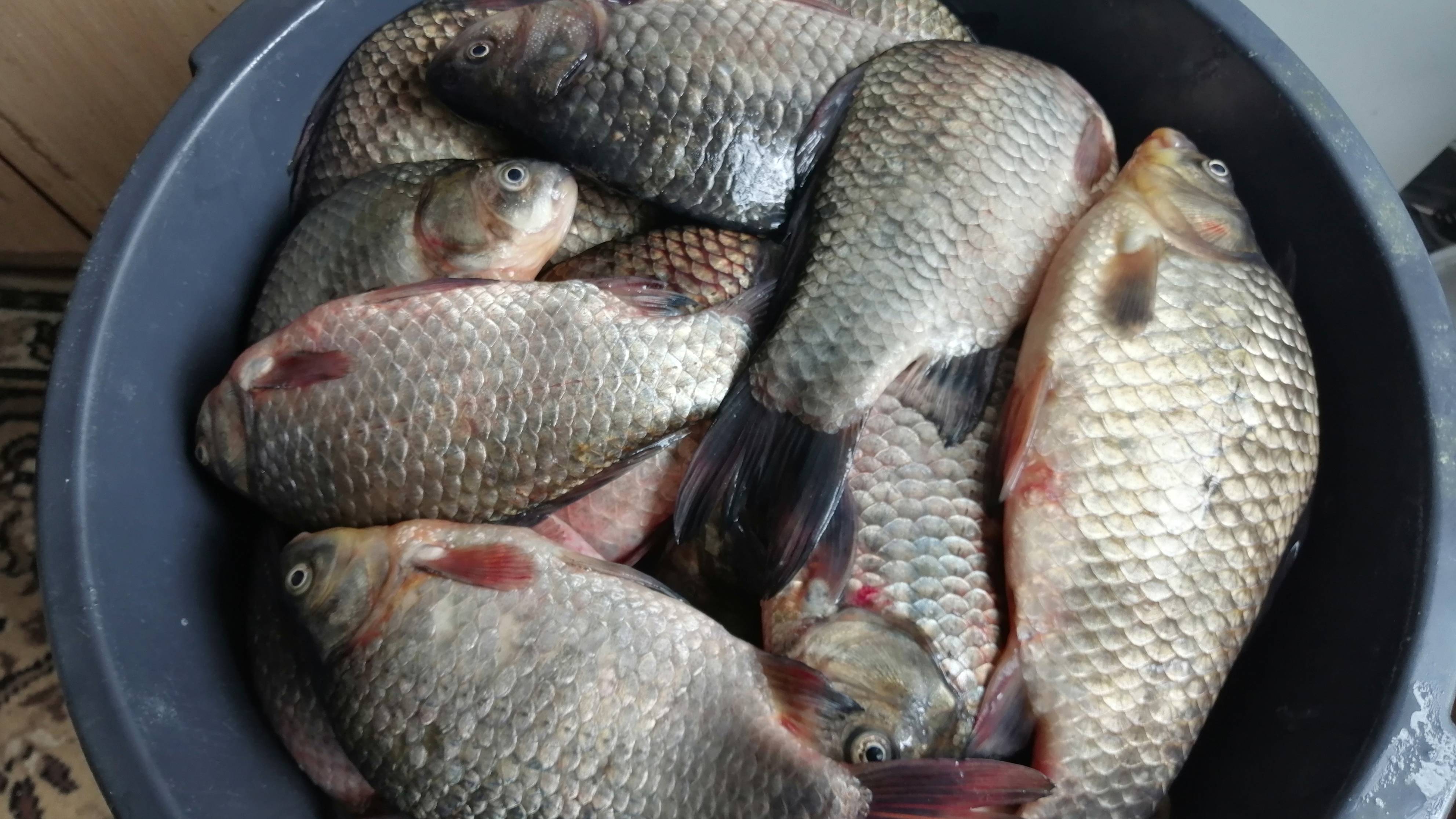 Карась.Праздник души.