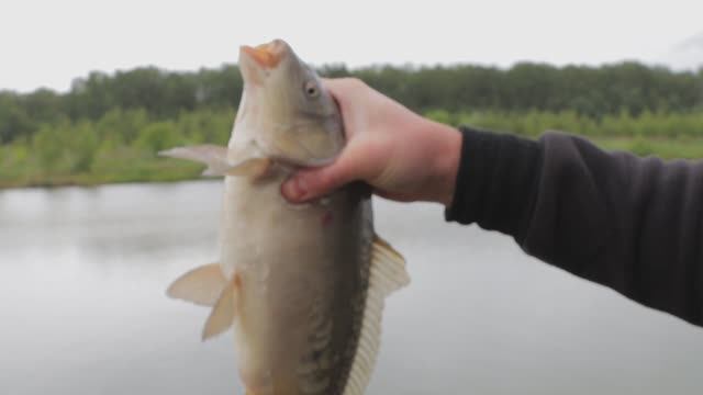"ВСЕГДА С УЛОВОМ". смотреть онлайн