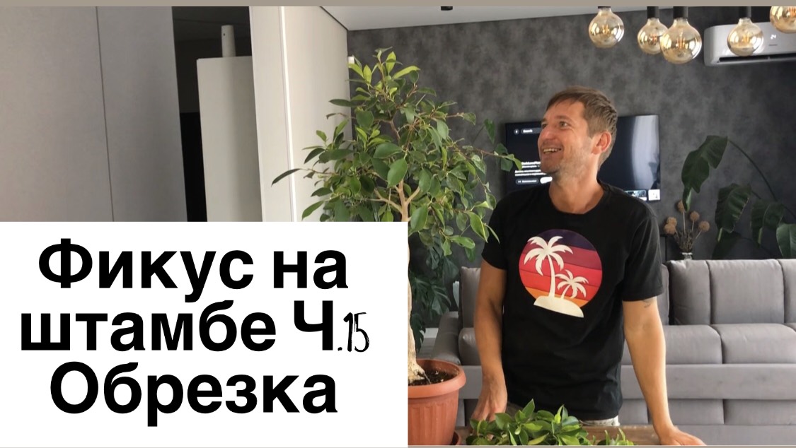 Фикус на штамбе Часть 15 Обрезка. Коротко об уходе смотреть онлайн