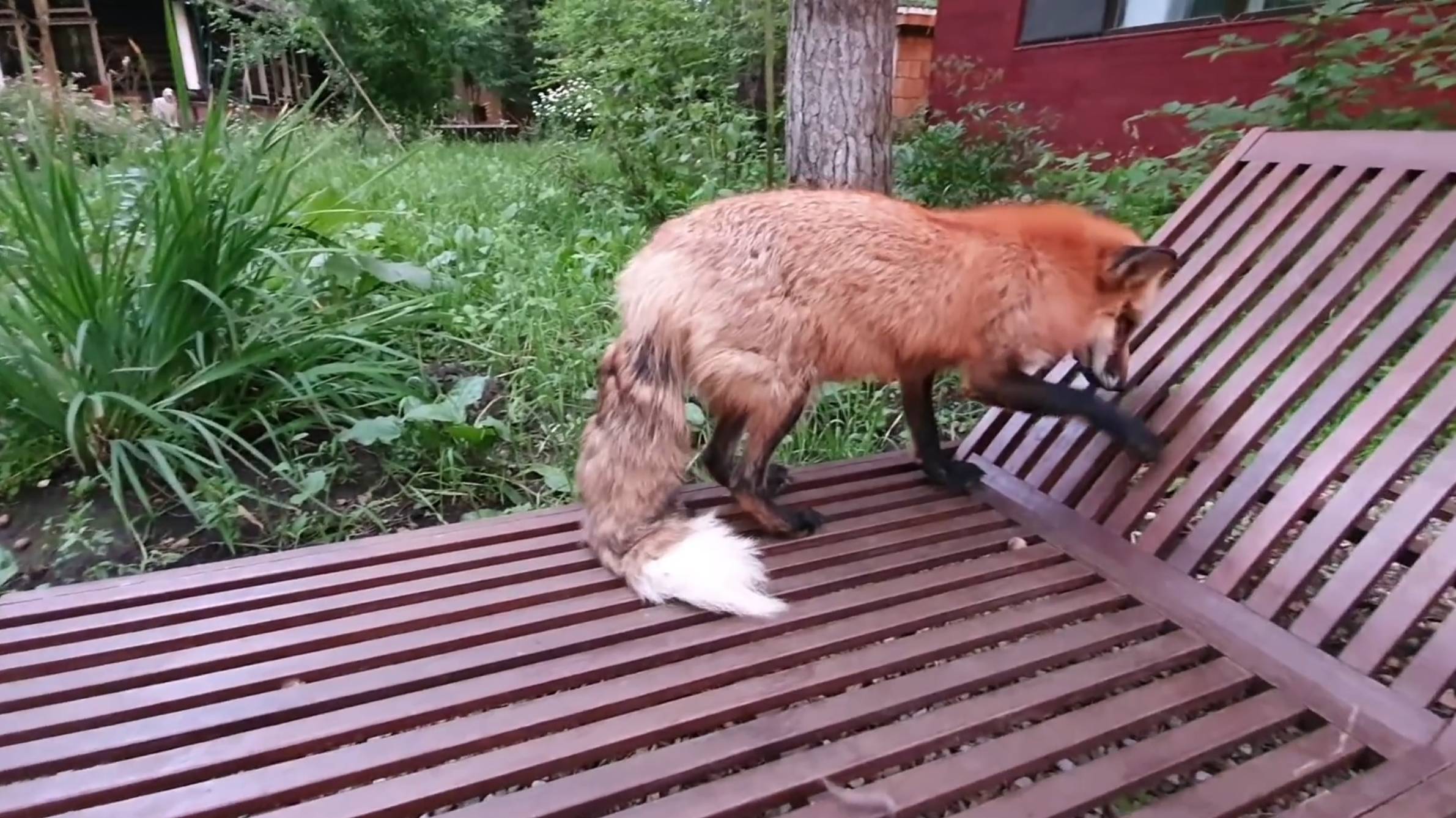 Лиса-Алиса. Вот чем обернулись попытки ворон съесть лисью еду смотреть онлайн