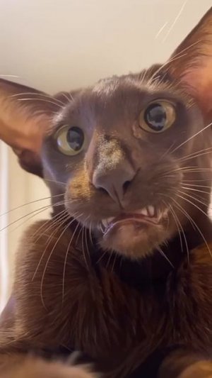 Улыбнись, тебя снимают