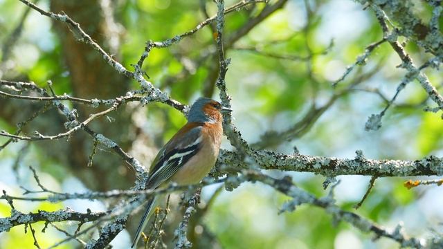 Голоса птиц