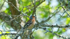 Голоса птиц