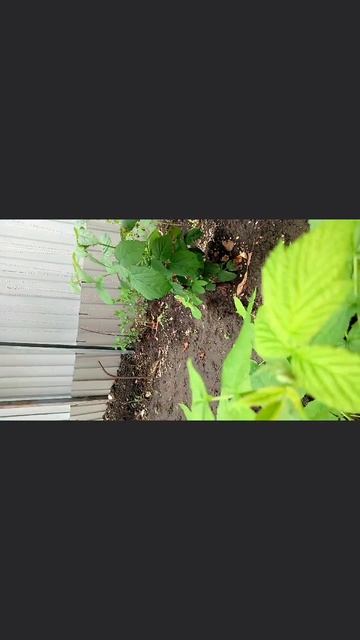 Маленький малыш богомол 🪲🌿