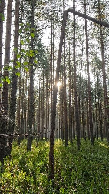 Восход солнца на черничном бору. смотреть онлайн