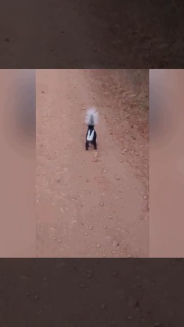 Скунс показал мастер-класс по дипломатии! Как звери решают конфликты без жертв смотреть онлайн