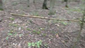 ГРИБЫ В ЛЕСУ ПОСЛЕ ДОЖДЯ!