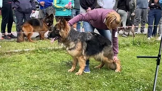 ПОДРОСТКИ СУКИ ДШ / КЧК ВОЛОГДА 5 июля`25 В.Киселева Моно немецких овчарок