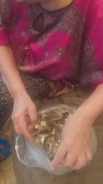 Чернобаева Л.П.из Кемерлвл, 15.12.2024 года, радуется живым грибам "Мышата" которые растут в лесу. смотреть онлайн