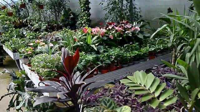 Садовый центер Сочи комнатные растения