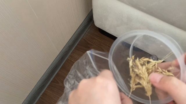 Буран собирается на прогулку