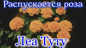 Как распускается роза Леа Туту - Leah Tutu (Colin P. Horner, 2009)