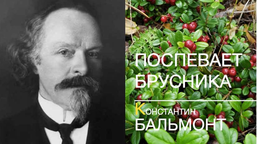 ПОСПЕВАЕТ БРУСНИКА. Константин БАЛЬМОНТ смотреть онлайн
