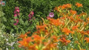 Сотни растений и цветов: абаканский детский сад "Дельфин" - участник конкурса "Цветочная мозаика"