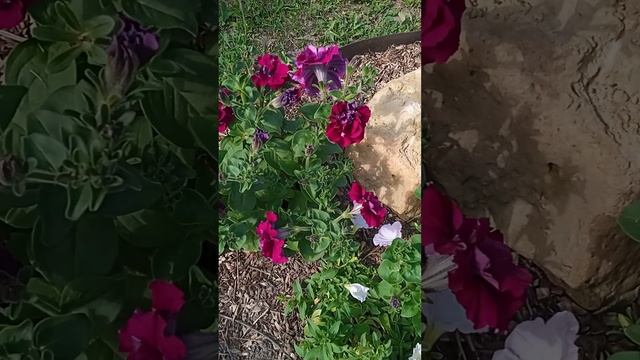 ЦВЕТЕНИЕ ПЕТУНИЙ В ИЮЛЕ