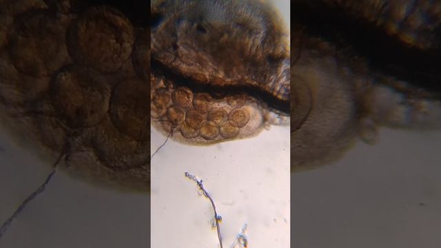 знакомьтесь это дафния