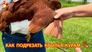 Как правильно подрезать крылья курам несушкам 🪶 чтобы не летали  и разрешить им только порхать 🪶