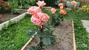 Обзор сортов роз в июле.