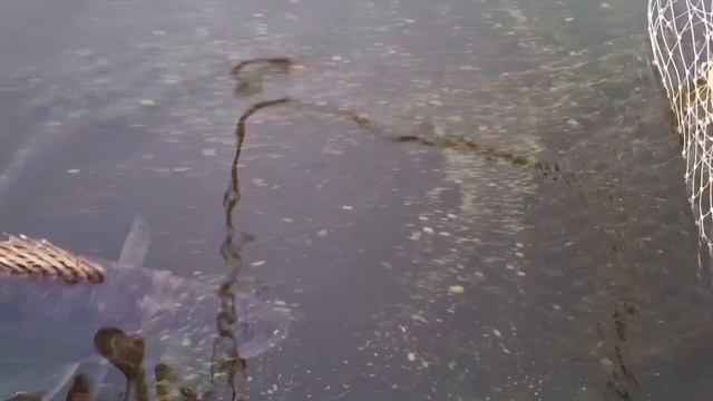 Рыбалка с LiveScop Panoptix + Humminbird Solix 15 G3 11 июля 2025 г.