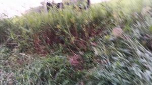 Проверка ловушек! результат после сильной разведки пчел