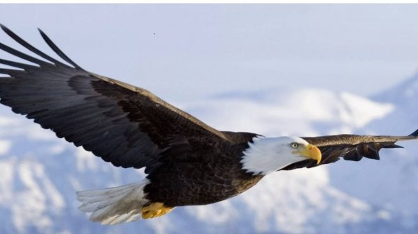 "Орёл" проект НессЫ (NessY 1988)