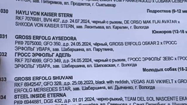 ЮНИОРЫ СУКИ ДШ / КЧК ВОЛОГДА 5 июля`25 В.Киселева Моно немецких овчарок