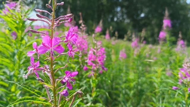 The beauty of summer. смотреть онлайн