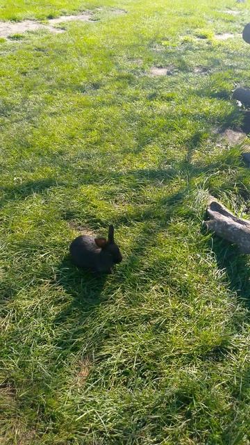 Лохматая ферма